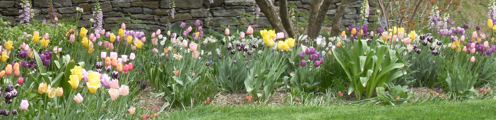 Gallery Landscape of Flowers