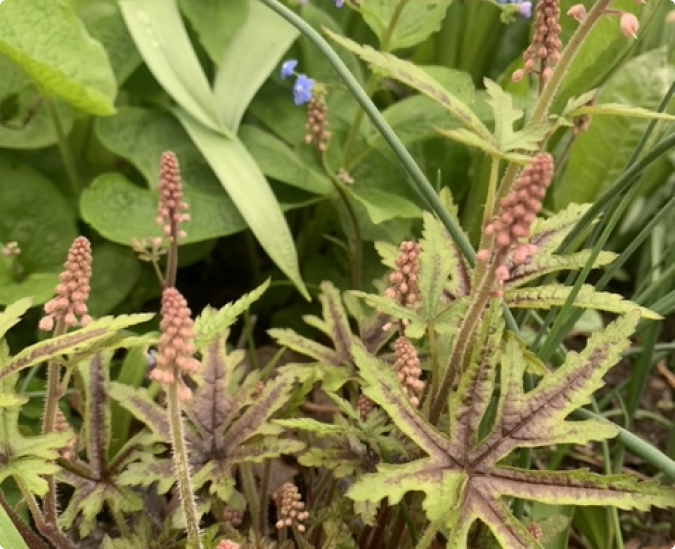 Perennial Gardeners