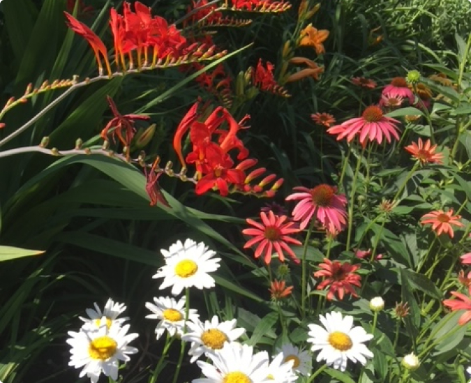 Perennial Gardeners