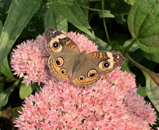 Pollinator Gardeners