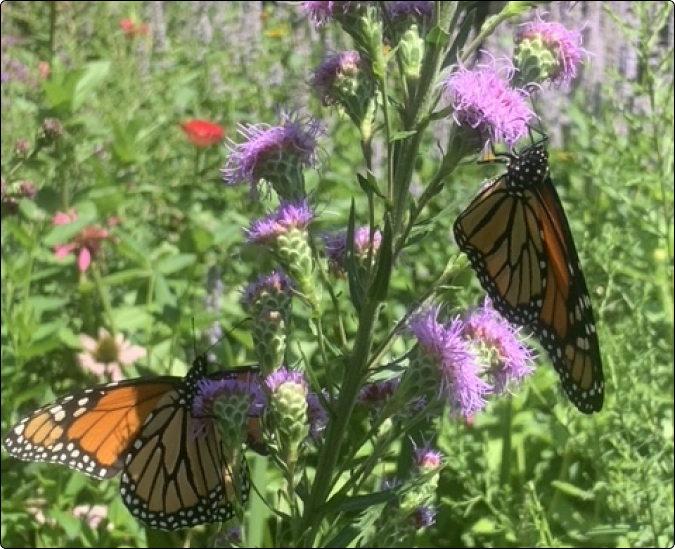 Pollinator Gardeners