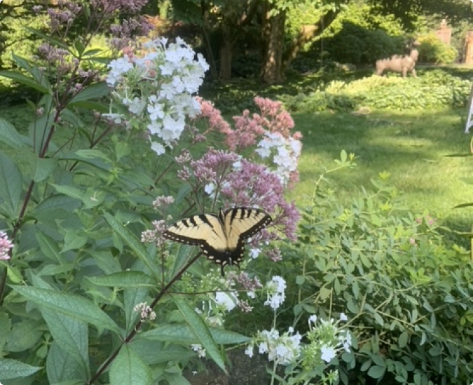 Pollinator Gardeners